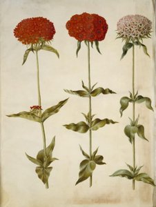 Silene chalcedonica (brandende liefde) door Hans Simon Holtzbecker
