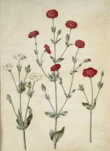 Silene coronaria (kroon-lijmkruid)
