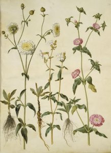 Silene latifolia (avond-pragtster); Silene dioica (dag-pragtster)