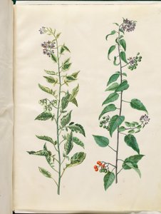 Solanum dulcamara (bitterzoete nachtschade)