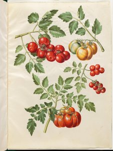 Solanum lycopersicum L. (gewone tomaat)