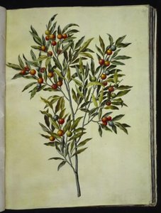 Solanum pseudocapsicum (Jeruzalem-kers) door Hans Simon Holtzbecker