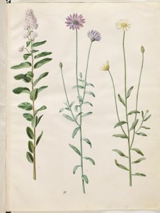 Spiraea salicifolia (wilgenbladige spirea); Catananche caerulea (blauwe rammelbloem)