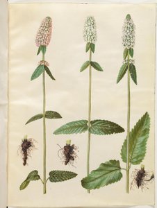 Stachys officinalis (geneeskrachtige betonie) door Hans Simon Holtzbecker