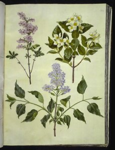 Syringa ×persica (Perzische sering); Philadelphus coronarius (welriekende pijpbloem); Syringa vulgaris (gewone sering)