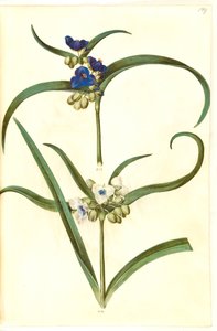 Tradescantia virginiana of Tradescantia ohiensis (?) (bloemjood) door Hans Simon Holtzbecker