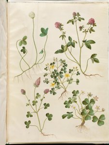 Trifolium repens (witte klaver); Trifolium pratense (rode klaver); Oxalis corniculata (liggende klaverzuring); Trifolium incarnatum (bloedklaver); Oxalis acetosella (bosklaverzuring)
