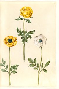 Trollius europaeus (Europese trollius); Ranunculus asiaticus (tuinranonkel)