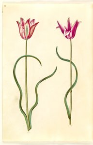Tulipa clusiana (clusius-tulp) door Hans Simon Holtzbecker