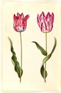 Tulipa gesneriana (tuin-tulp)