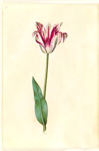 Tulipa gesneriana (tuin-tulp)