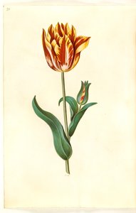 Tulipa gesneriana (tuin-tulp)