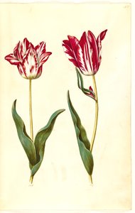 Tulipa gesneriana (tuin-tulp)