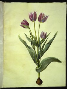 Tulipa gesneriana (tuin-tulp) door Hans Simon Holtzbecker