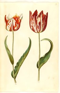 Tulp