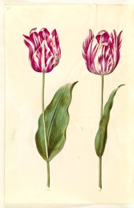 Tulipa gesneriana (tuin-tulp)