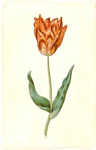 Tulipa gesneriana (tuin-tulp)