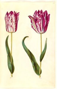 Tulipa gesneriana (tuin-tulp)
