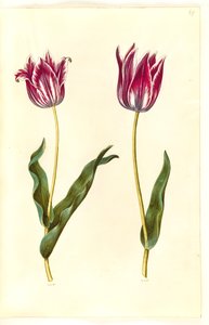 Tulipa gesneriana (tuin-tulp)