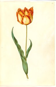 Tulipa gesneriana (tuin-tulp)