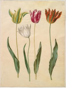 Tulipa gesneriana (tuin-tulp)