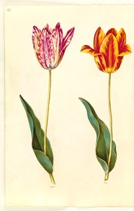 Tulipa gesneriana (tuin-tulp)
