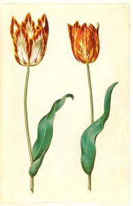 Tulipa gesneriana (tuin-tulp)