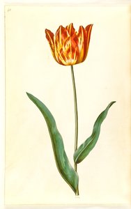 Tulipa gesneriana (tuin-tulp)