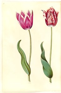 Tulipa gesneriana (tuin-tulp)