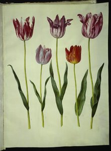 Tulipa gesneriana (tuin-tulp)