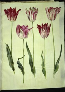 Tulipa gesneriana (tuin-tulp)