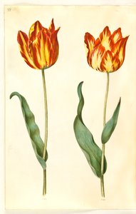Tulipa gesneriana (tuin-tulp)