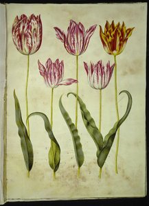 Tulipa gesneriana (tuin-tulp) door Hans Simon Holtzbecker