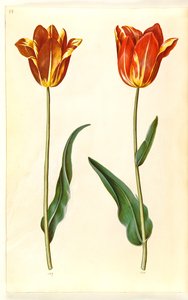 Tulipa gesneriana (tuin-tulp)