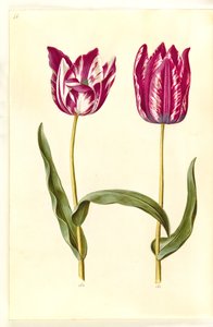 Tulipa gesneriana (tuin-tulp)