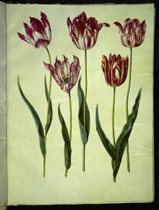 Tulipa gesneriana (tuin-tulp)