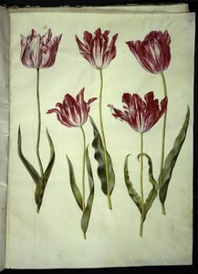 Tulipa gesneriana (tuin-tulp)