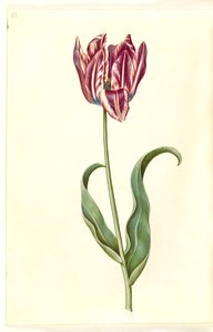 Tulipa gesneriana (tuin-tulp)