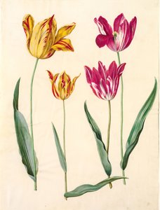 Tulipa gesneriana (tuin-tulp)