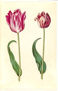 Tulipa gesneriana (tuin-tulp)