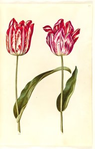 Tulipa gesneriana (tuin-tulp)