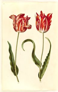 Tulipa gesneriana (tuin-tulp)
