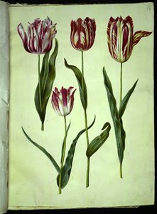Tulipa gesneriana (tuin-tulp)