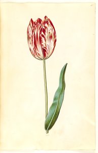 Tulipa gesneriana (tuin-tulp)