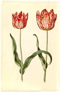 Tulipa gesneriana (tuin-tulp)
