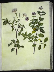 Viburnum tinus (winter-sneeuwbal)