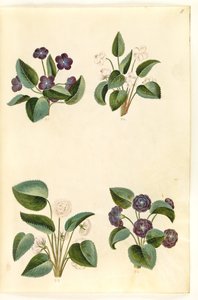 Viola odorata (maartse viooltje) door Hans Simon Holtzbecker