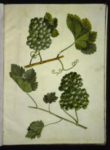 Vitis vinifera (gewone wijnstok) door Hans Simon Holtzbecker