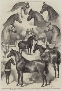 Prijswinnaars op de paardenshow in de Agricultural Hall, Islington