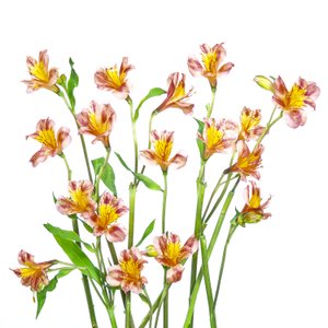 Levendig boeket met alstroemeria’s door Hardik Pandya